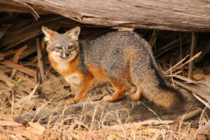 Island Fox on Santa Cruz Island