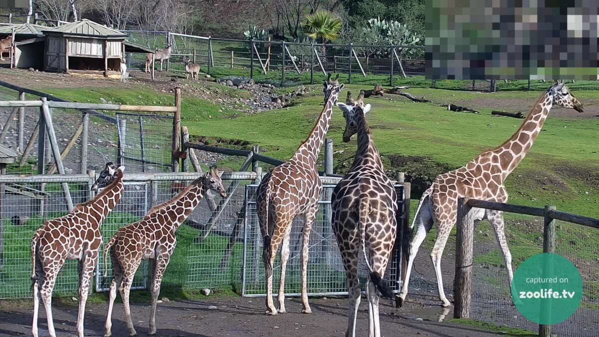 Giraffes