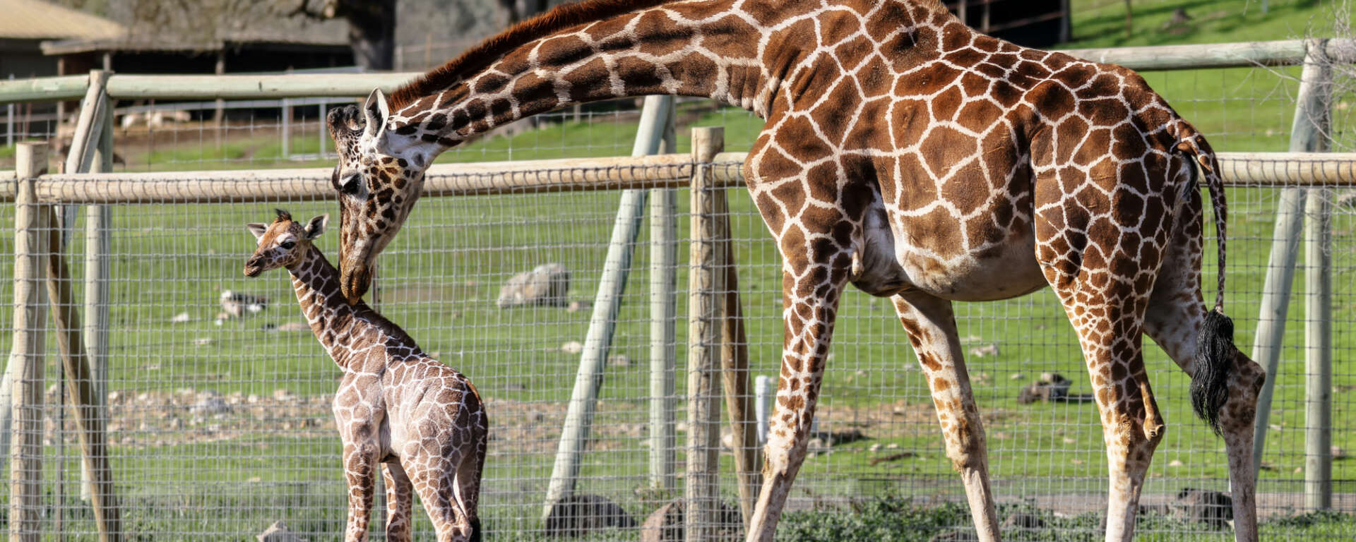 giraffe baby and mom
