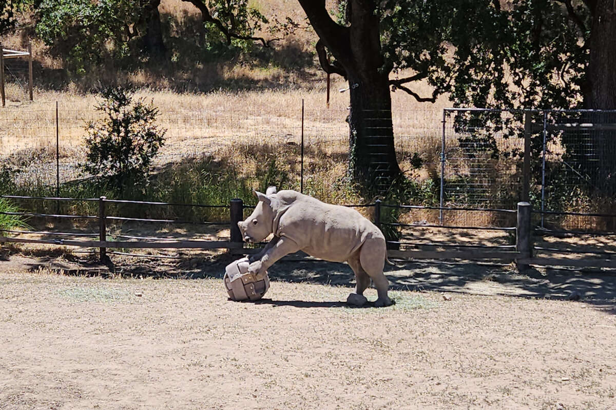 Otto the Rhino Playing with a Ball