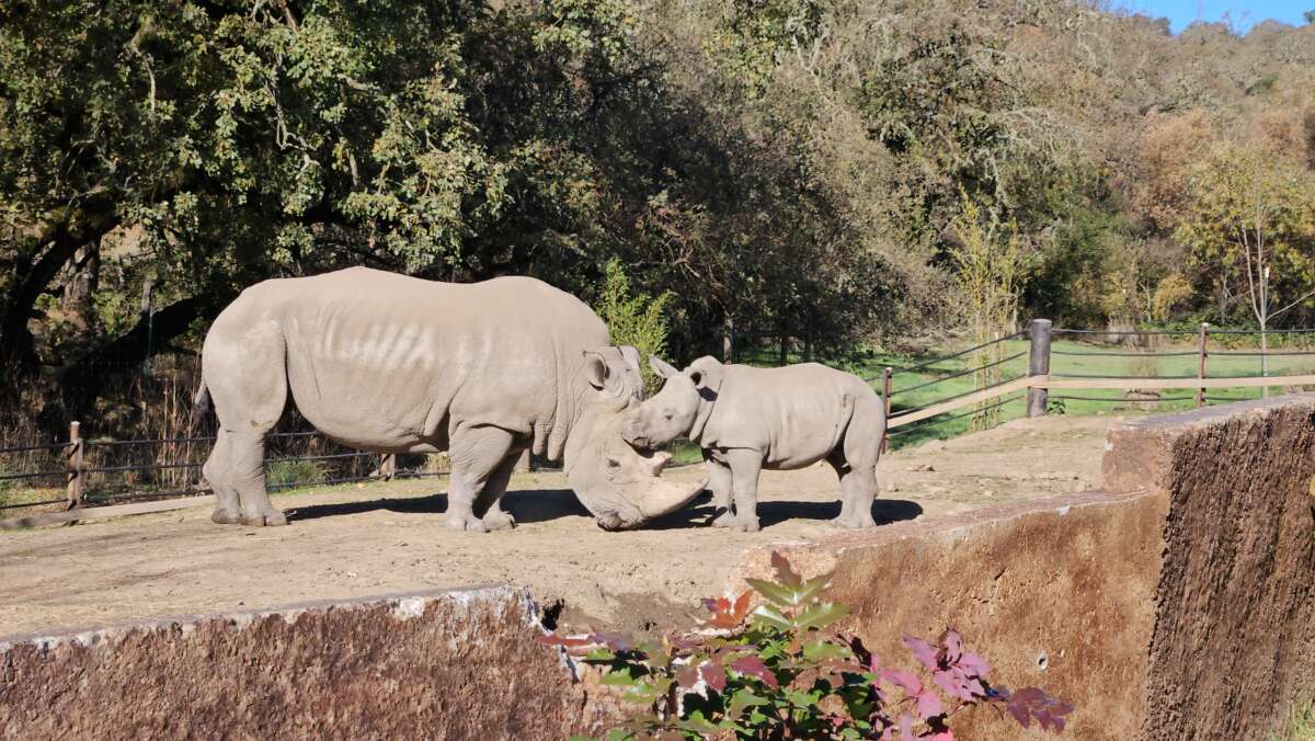 Ongava and Otto the Rhinos