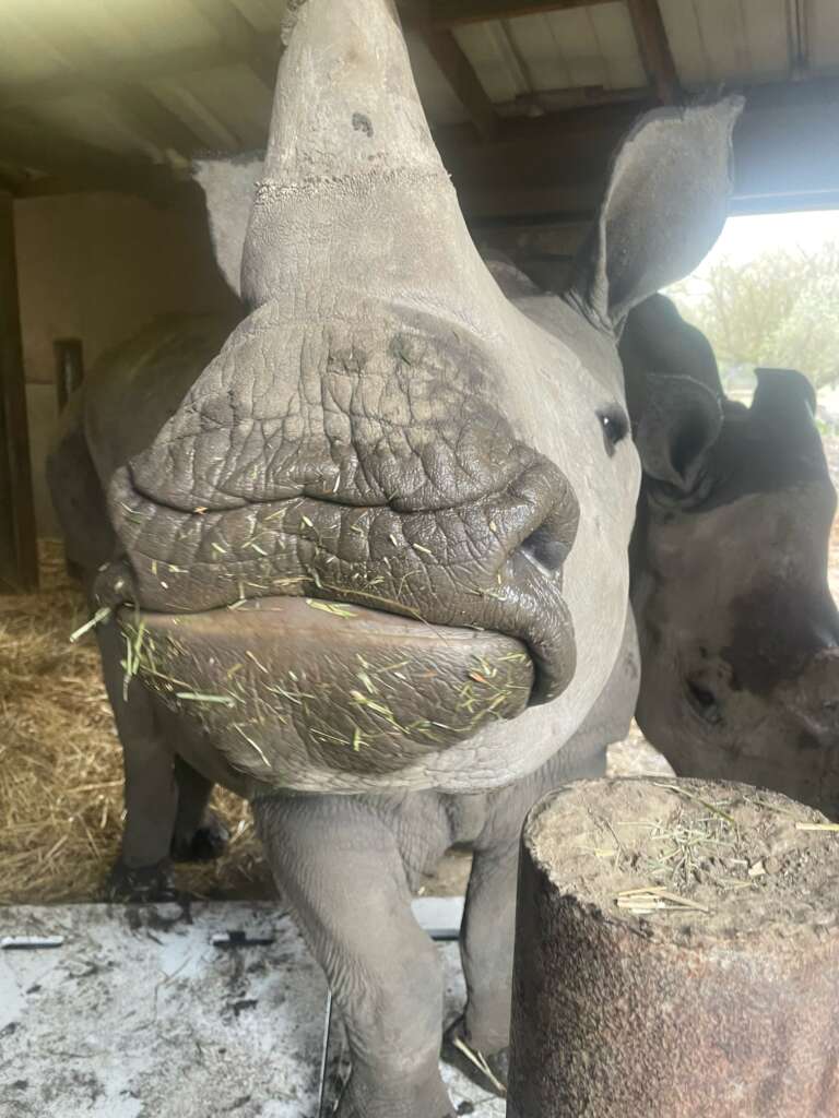 Otto the Rhino one year old