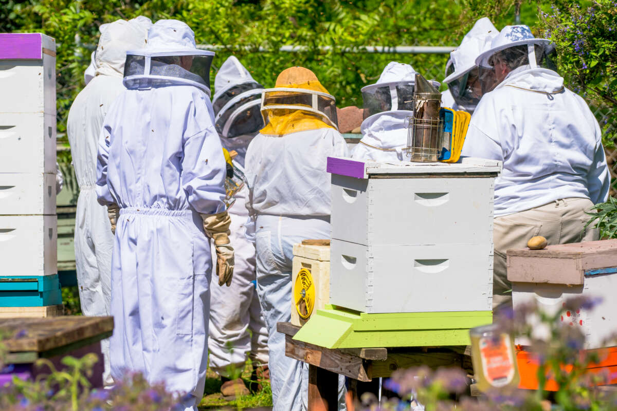 A beekeeping course at Happy Hollow