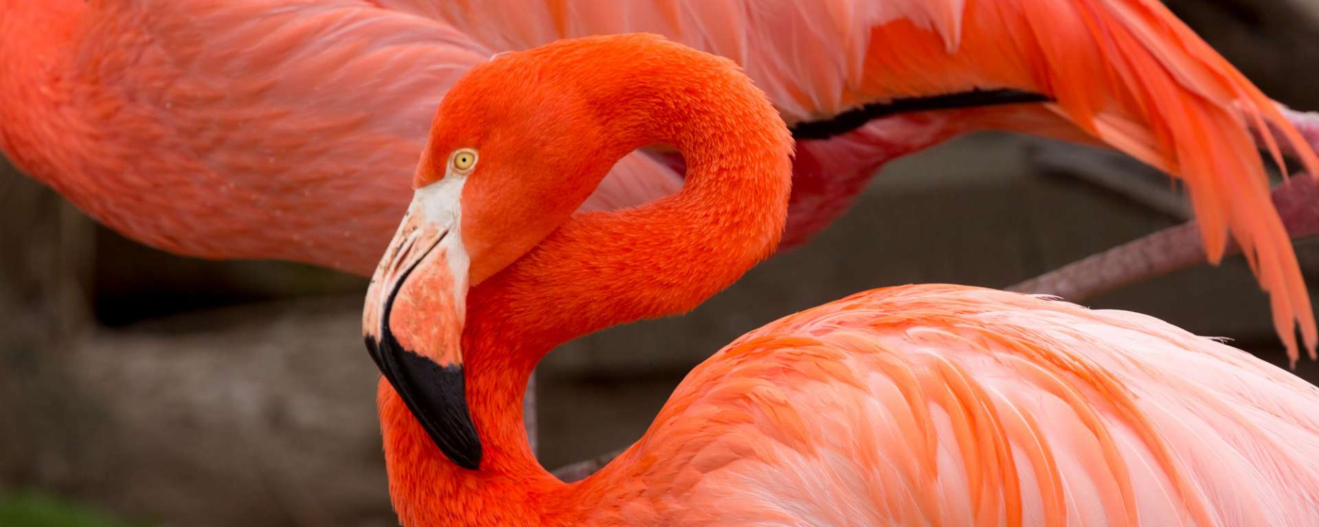 American Flamingo by Steve Murdock