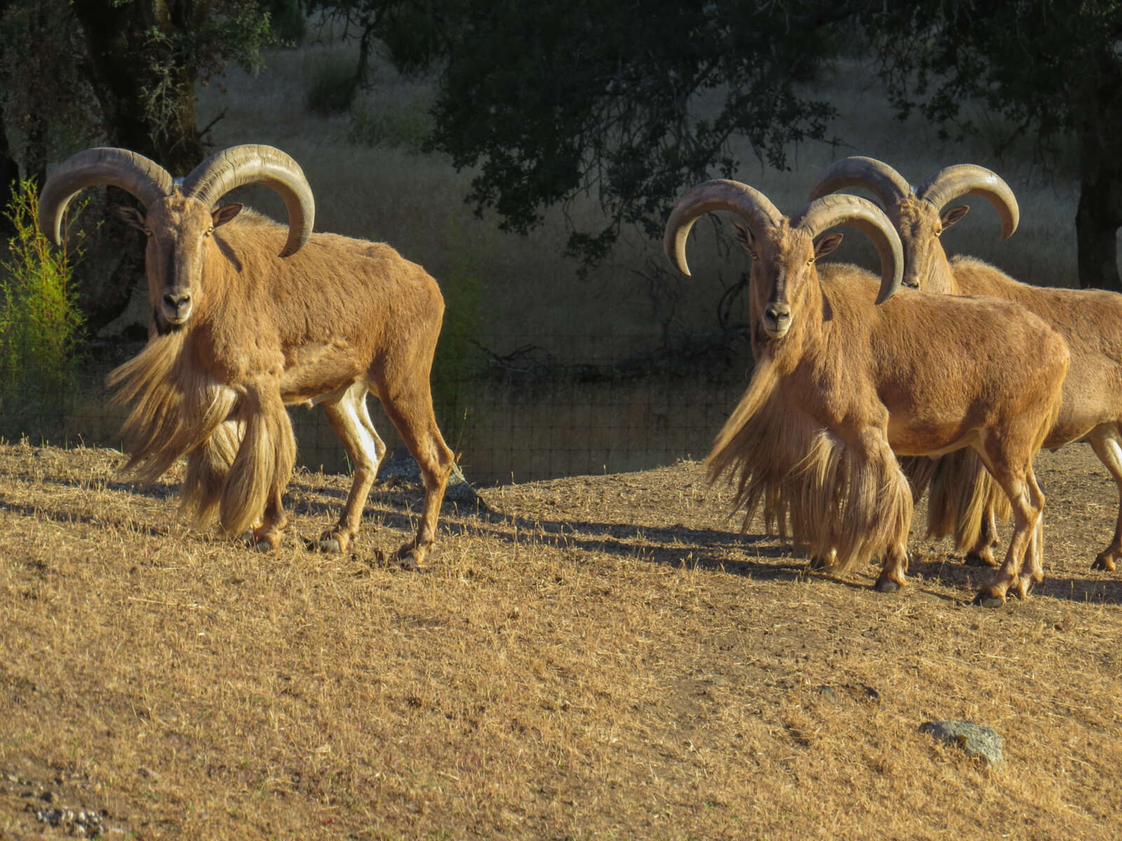 Aoudad - Safari West