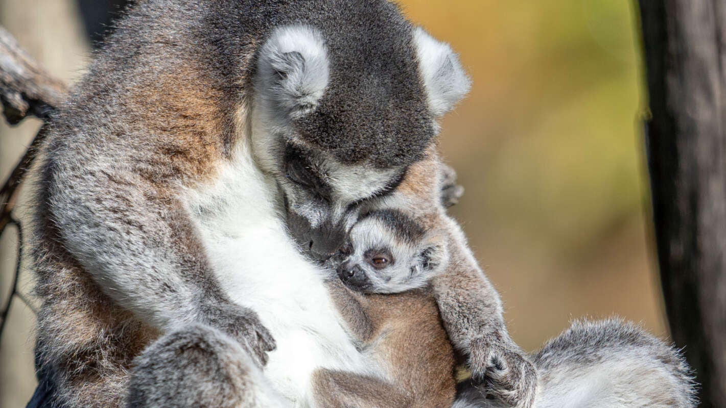 Baby-Lemur-(21-of-23)-(1)-web-hero-post - Safari West