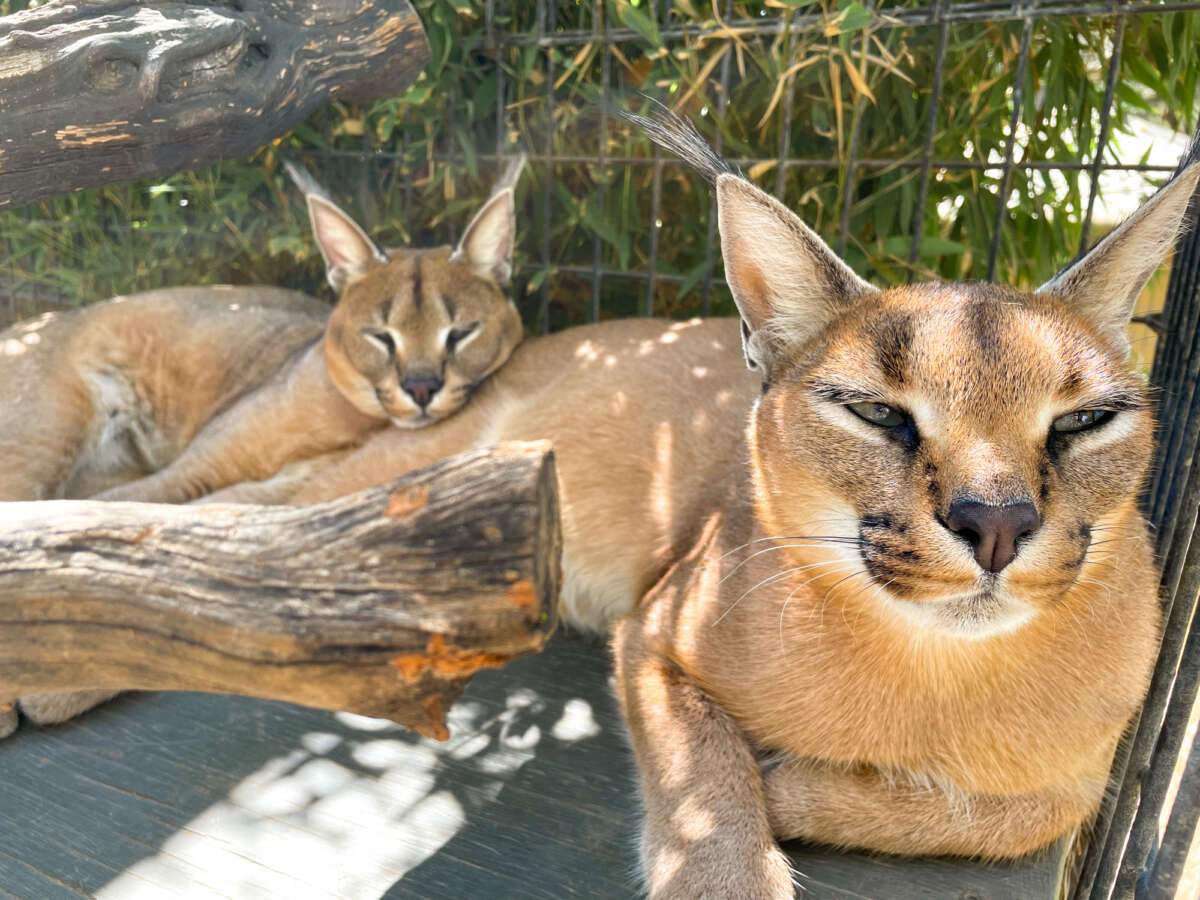 An adult male and female caracal napping together.