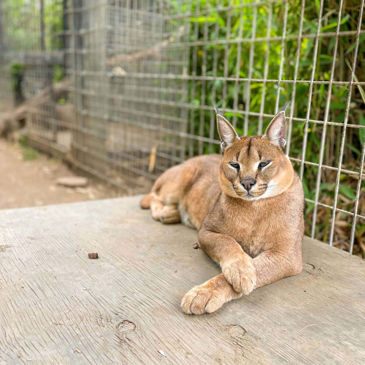 An adult male caracal relaxing with his legs crossed.