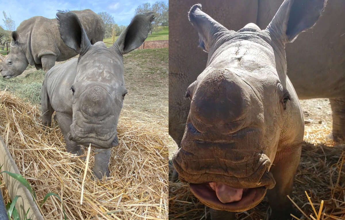 Otto the Rhino few weeks
