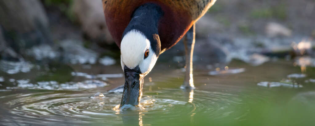 Duck White Faced Whistling Safari West   Duck White Faced Whistling 1024x410 