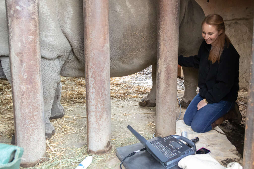 Rhino Pregnancy Announcement - Safari West