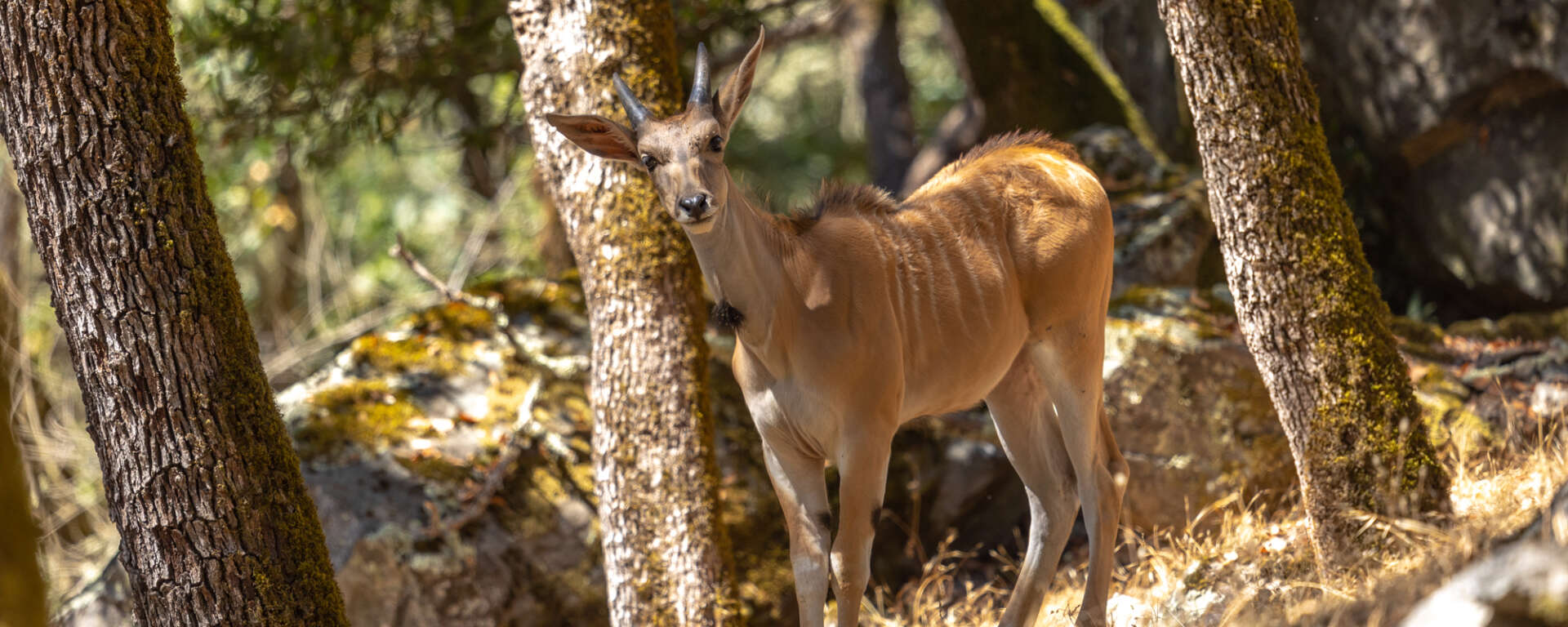 Strong Horn Brown Deer In The Forest