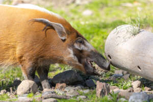 Red River Hog Enrichment