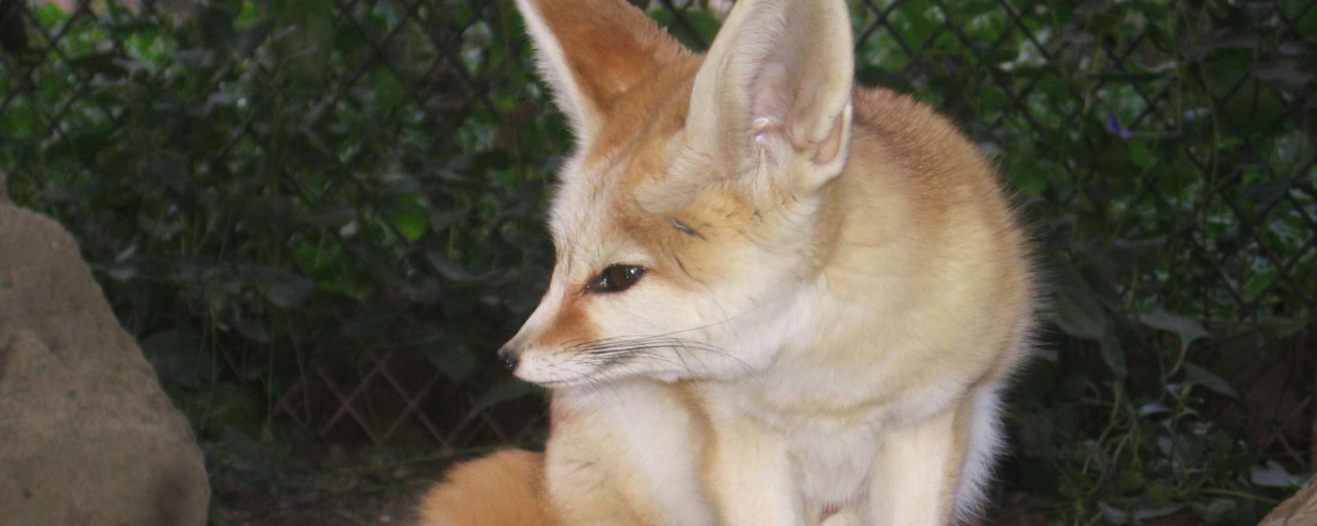 Fox Fennec Safari West