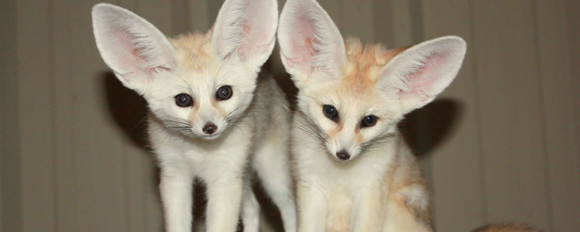 white fennec fox baby