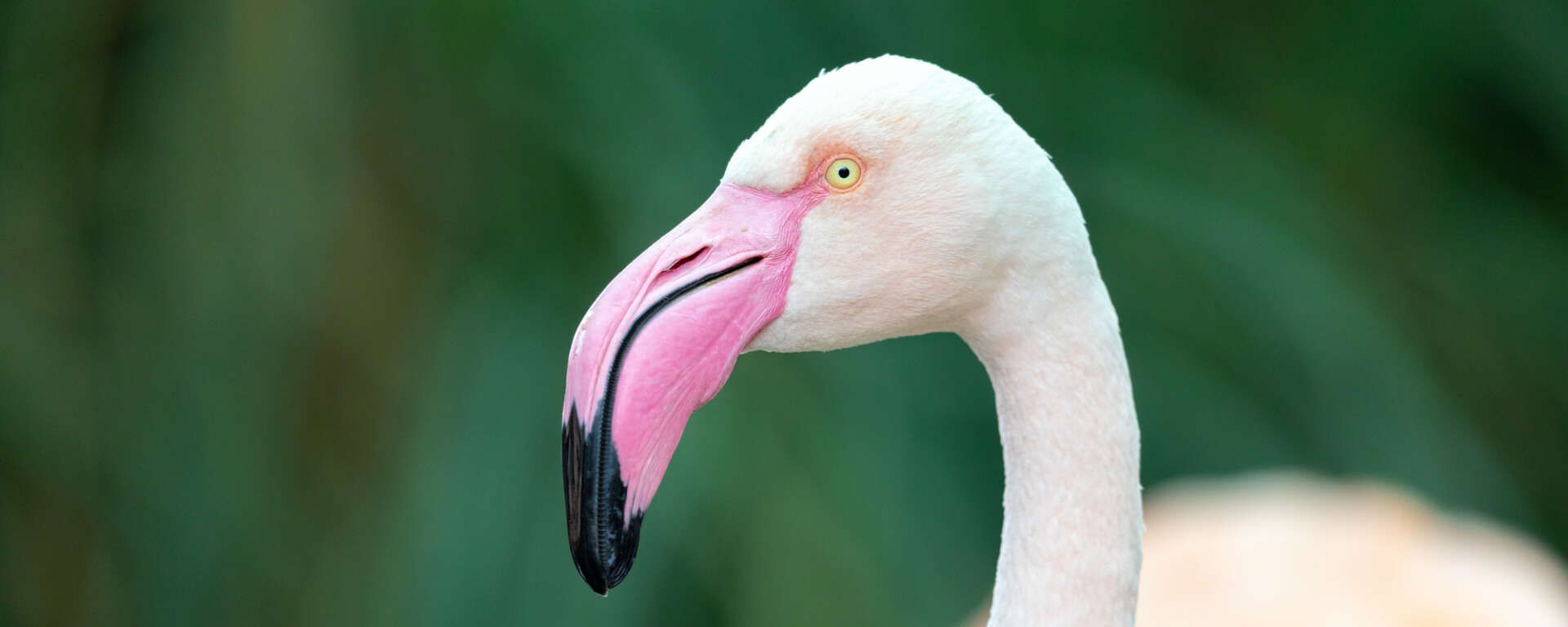 adult greater flamingo cover