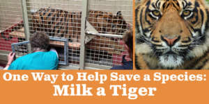 Gail milking a tiger