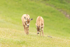 two baby gemsbok together