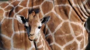 Giraffe Baby