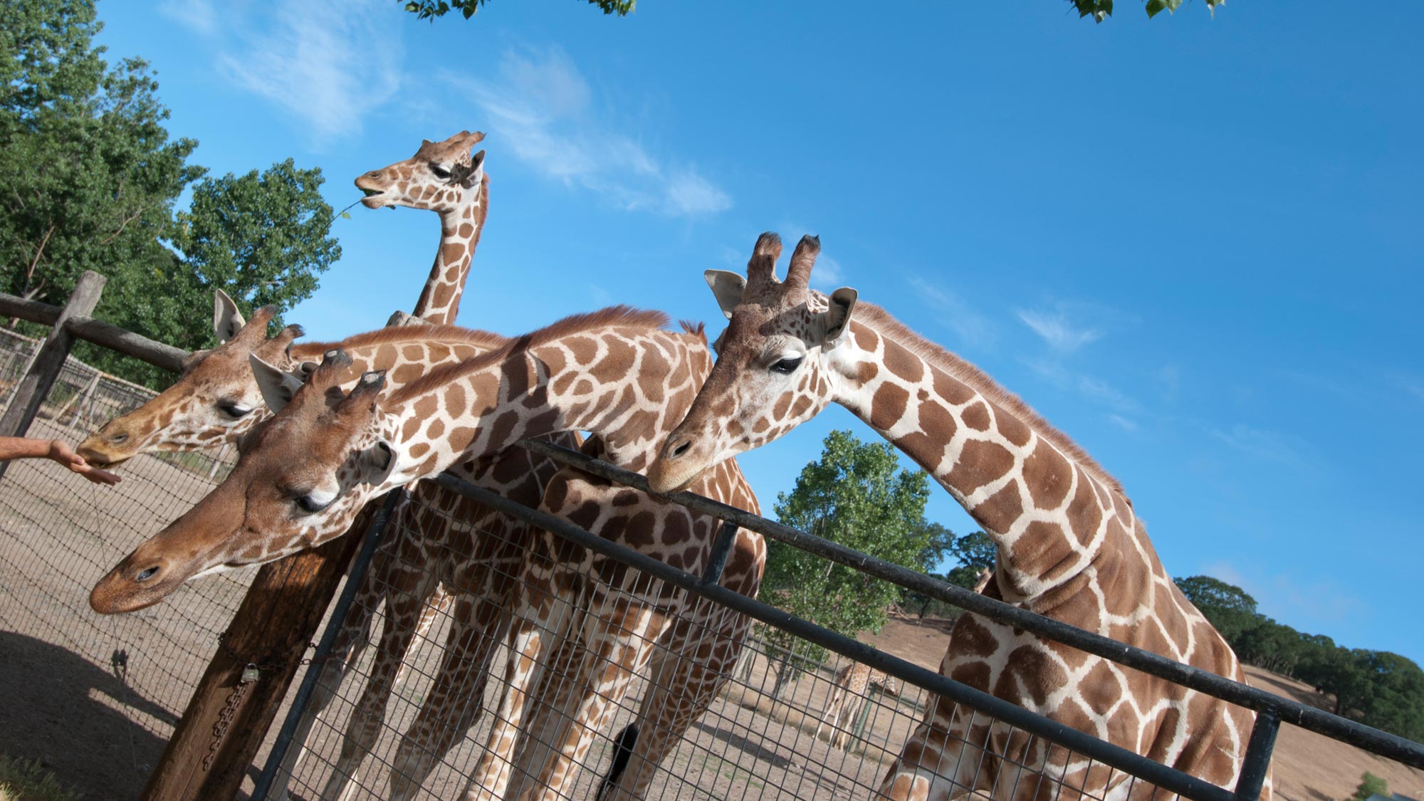 Safari West to rock the 'Sonoma Serengeti' in 25-year bash