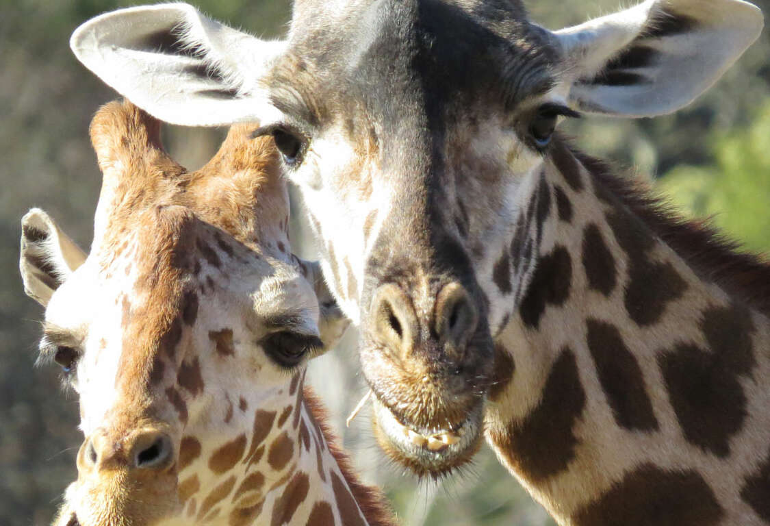 Giraffes Conservation Corner Taxonomy