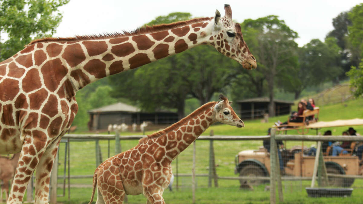 Giraffes with a Tour Truck behind them