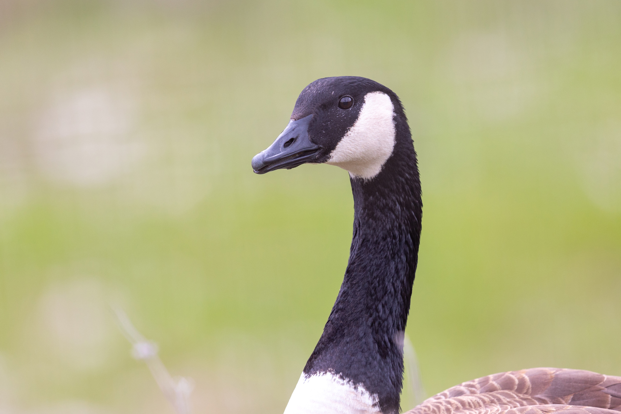 Canada Goose Friend or Foe Safari West