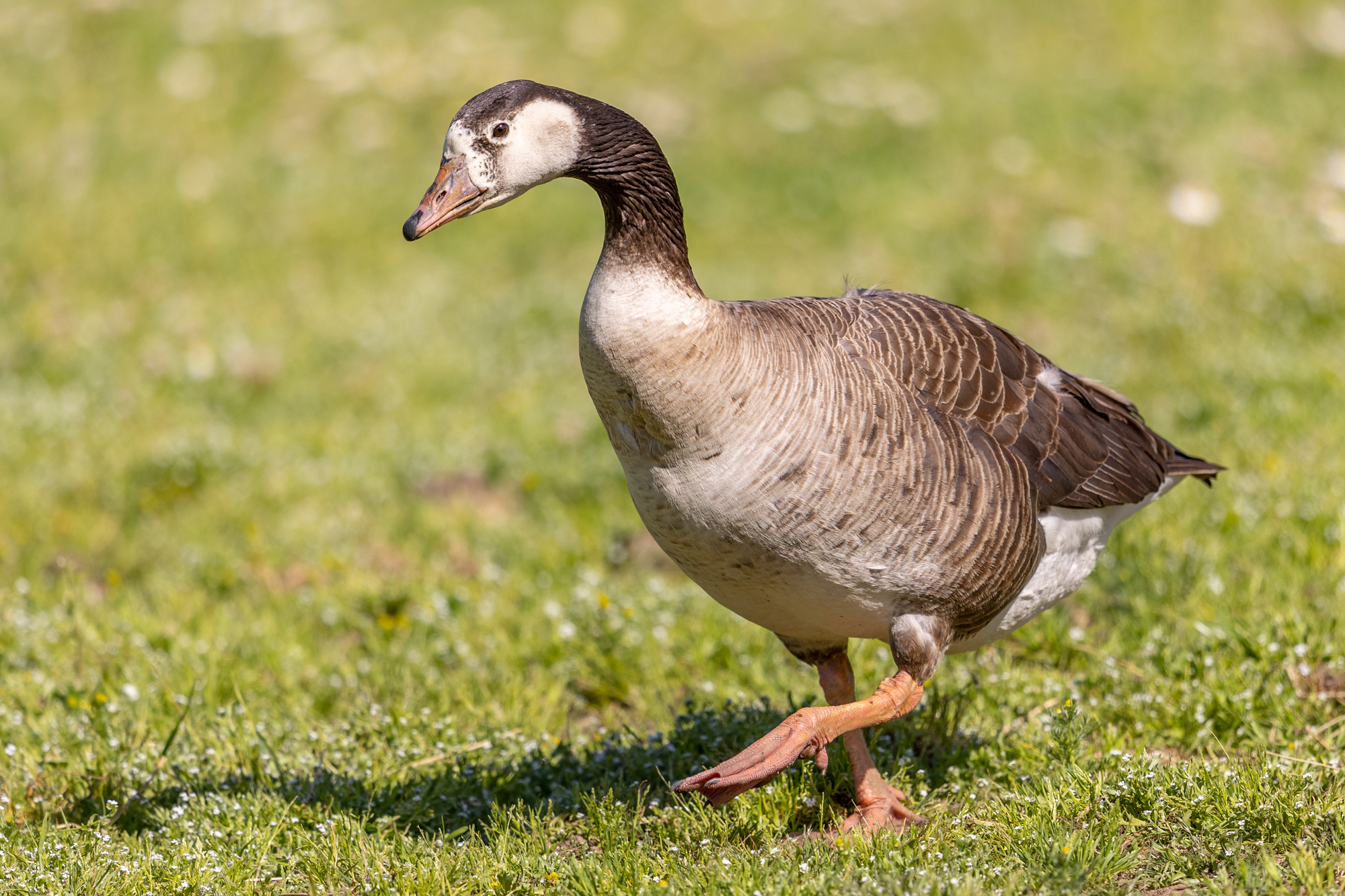 Canada Goose: Friend or Foe? - Safari West