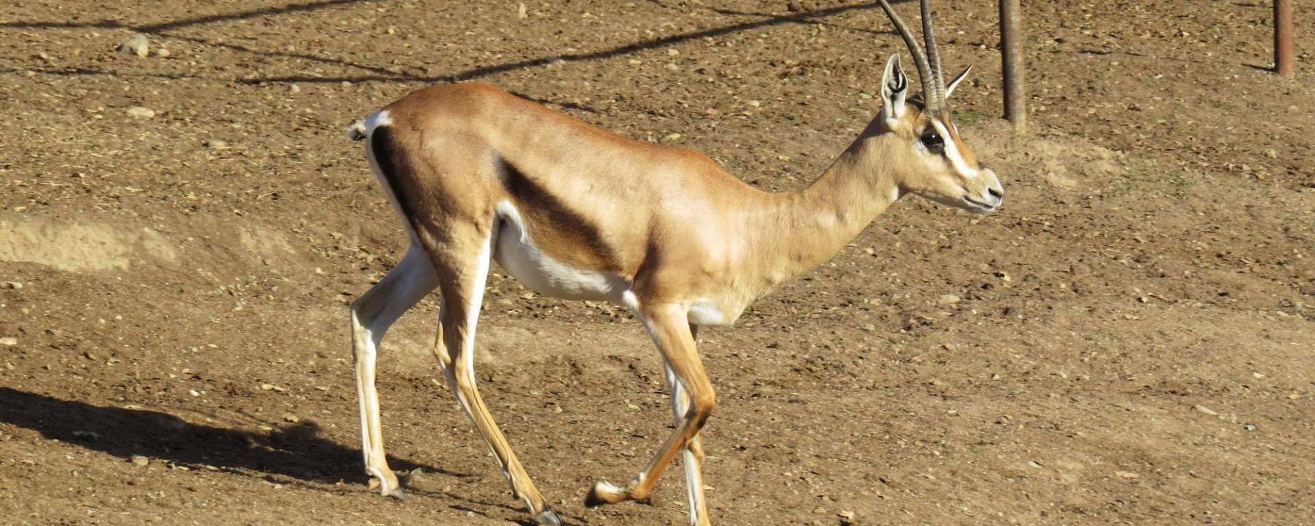 Gazelle Grant S Safari West