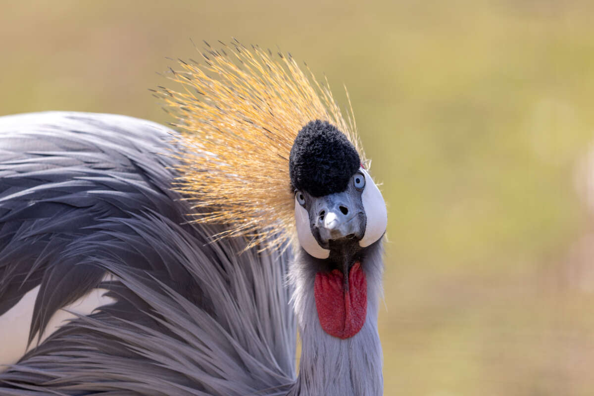 gray crowned crane portrait