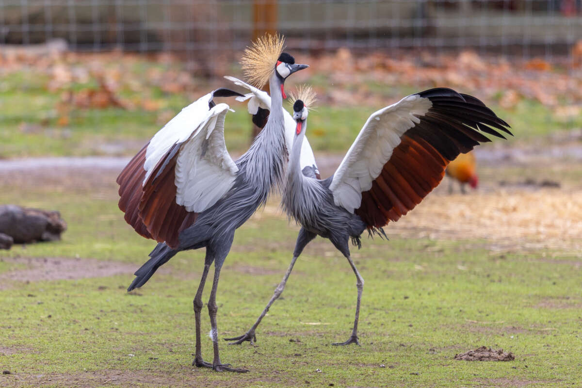 gray crowned cranes dancing
