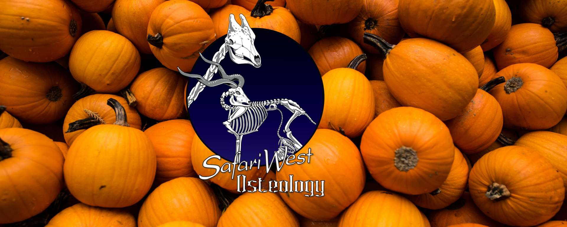Halloweekend halloween, bones and pumpkins