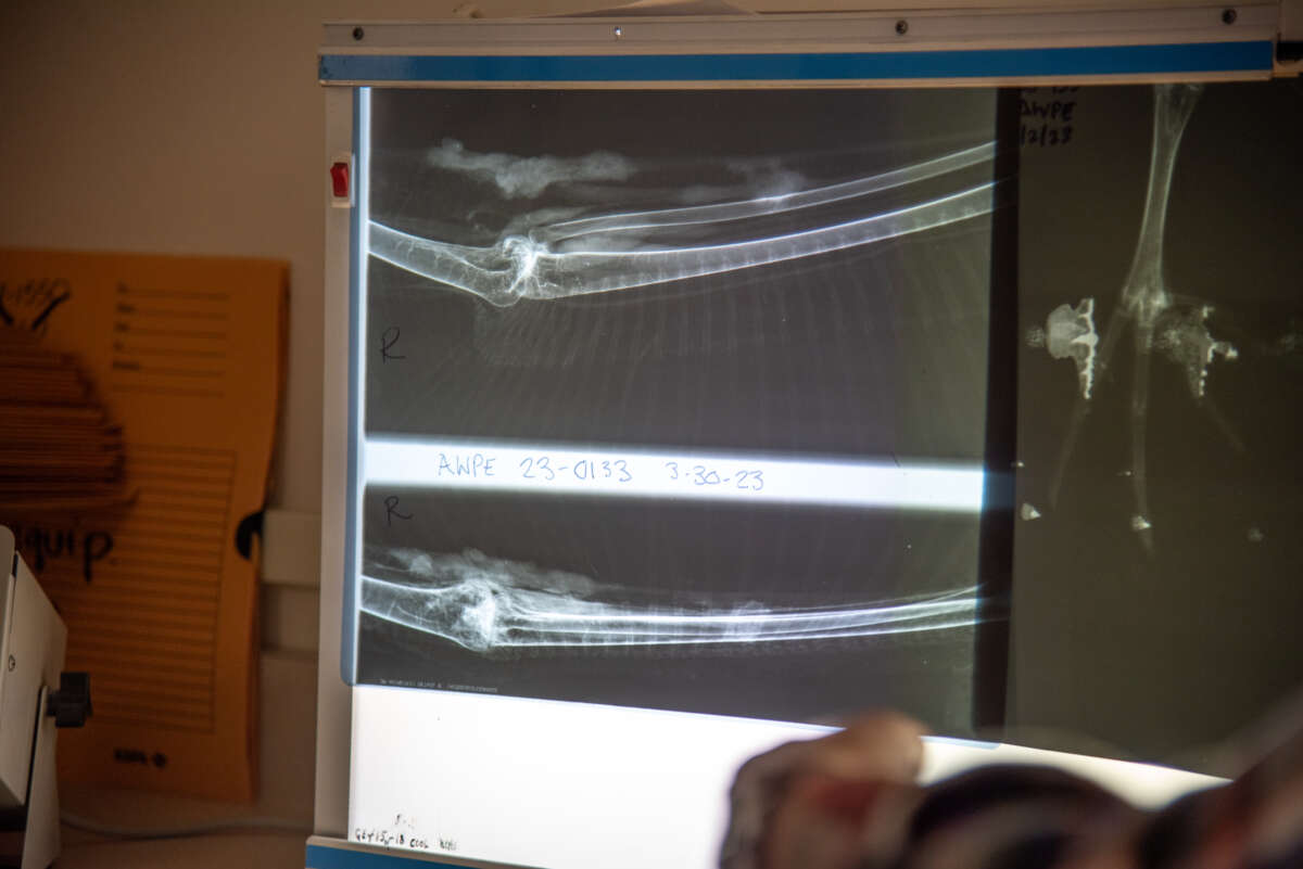 x-rays of a pelican leg