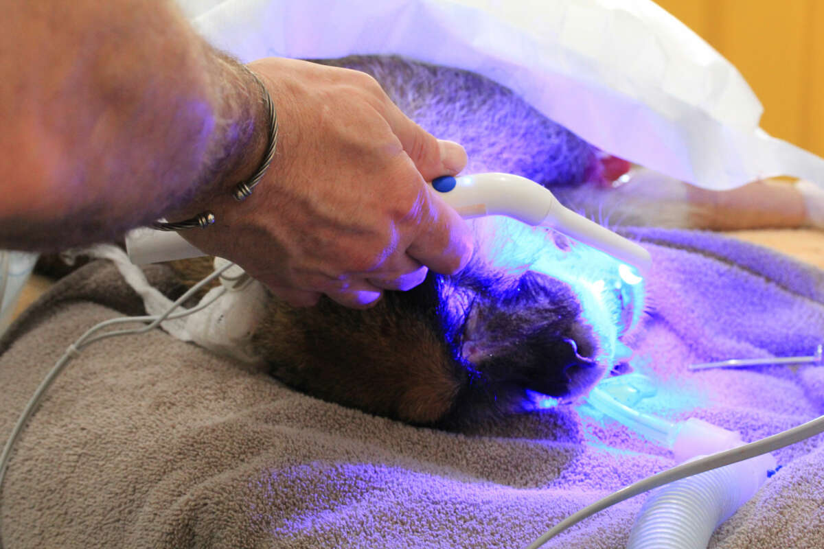 curing a cavity patas monkey