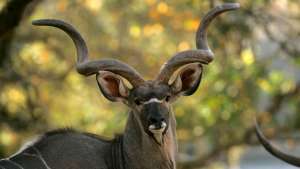 Greater Kudu