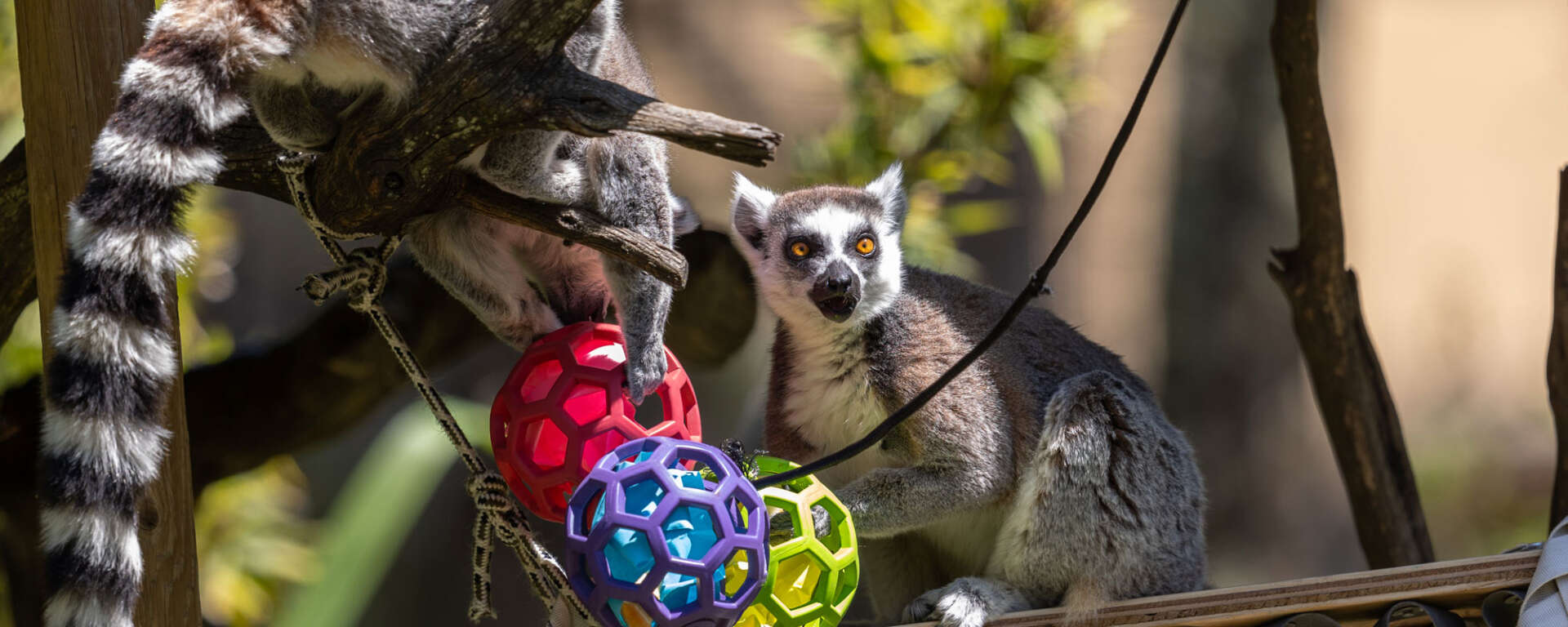 Ring-tailed Lemur Enrichment