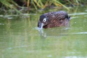 Laysan duck swimming in the wild