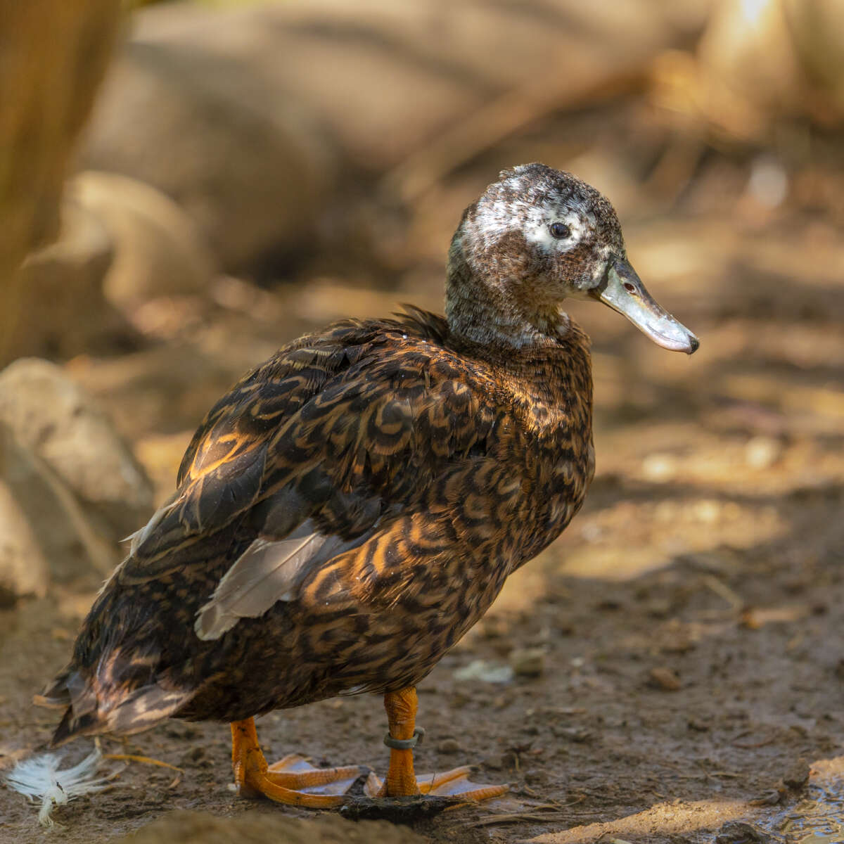 adult laysan duck