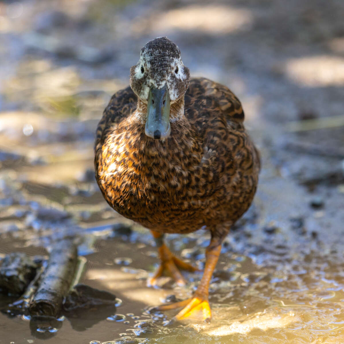 Laysan duck at Safari West