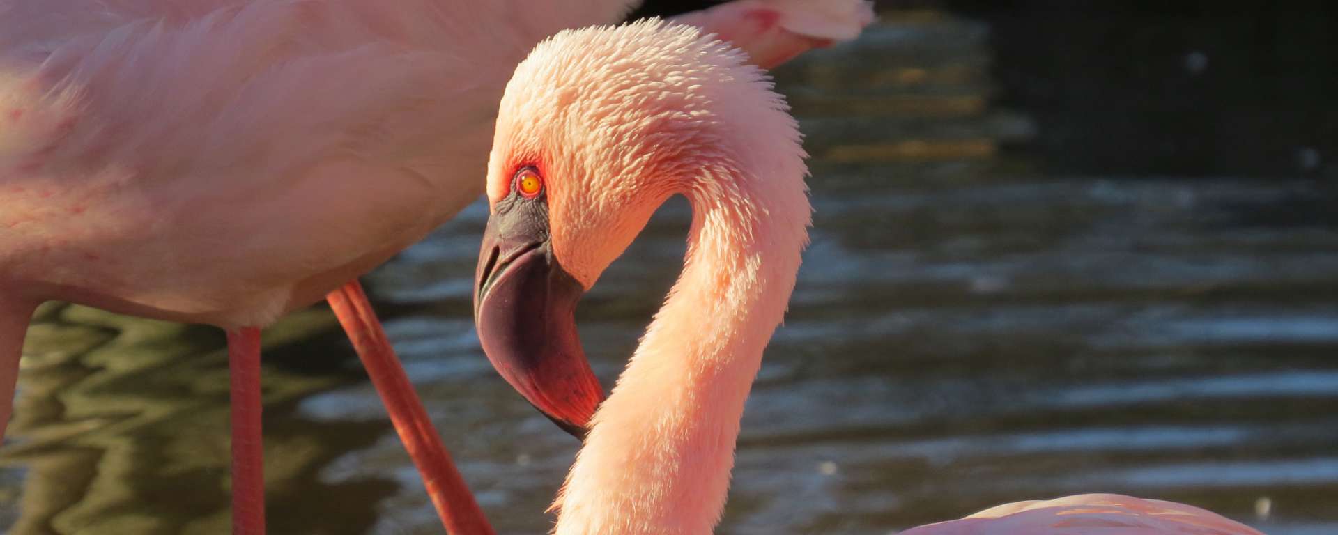 Lesser Flamingo by Cheryl Crowley