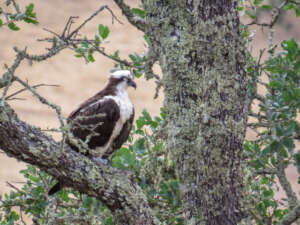 osprey napping in an oak tree