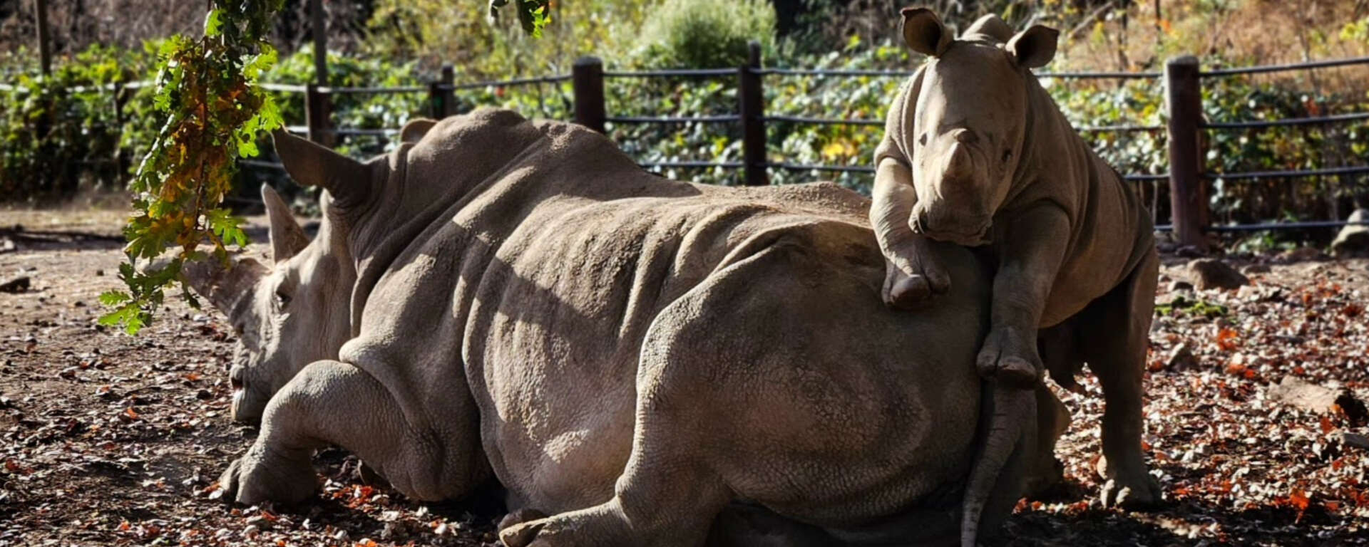 Otto the Rhino on Mom