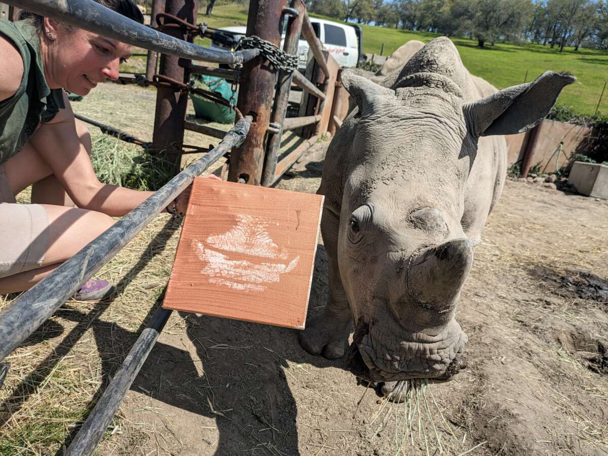 Otto the rhino painted kiss