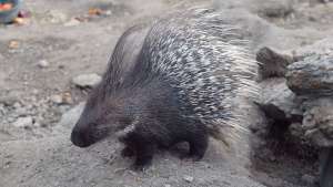Porcupine Spotlight