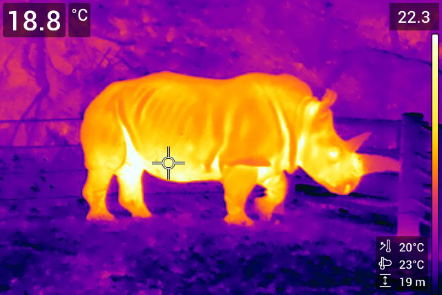 Thermal Image of Eesha the rhino