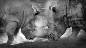 Rhinos Fighting