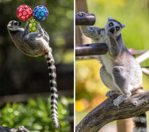 Ring-tailed lemurs