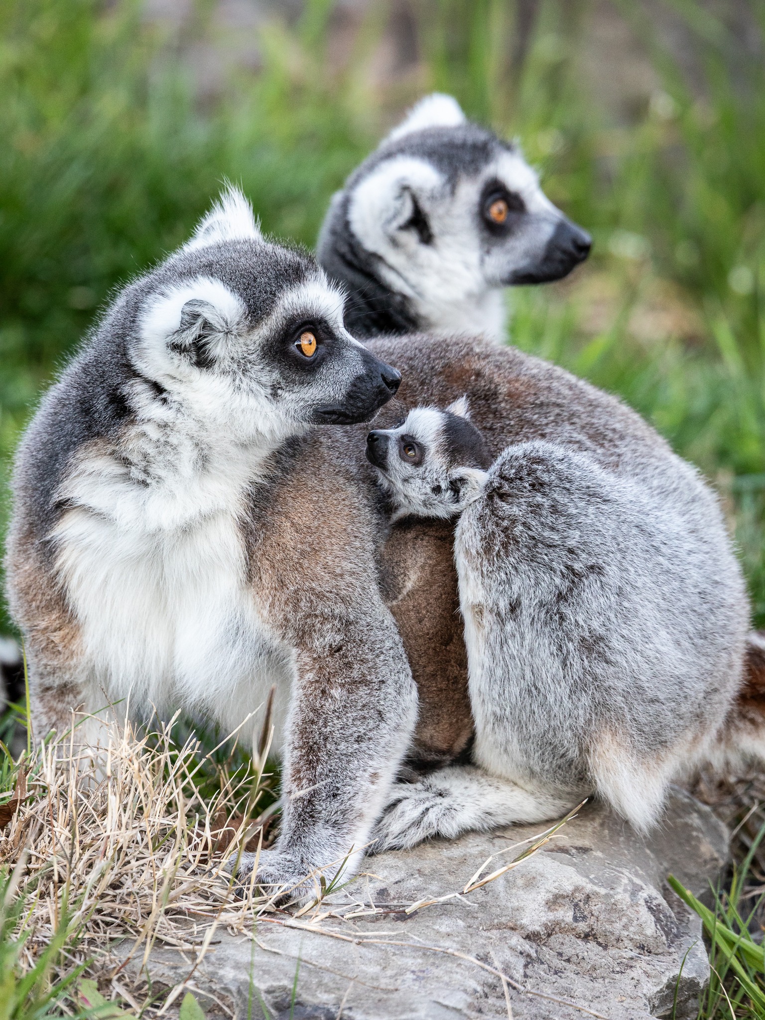 Ring-tailed-Lemur-Dano-Blanchard-Facebook-6 - Safari West