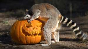 Ring-tailed Lemur Halloween