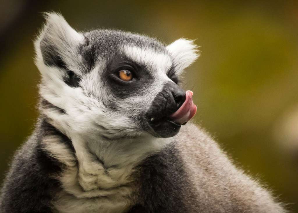 Ring-tailed Lemur